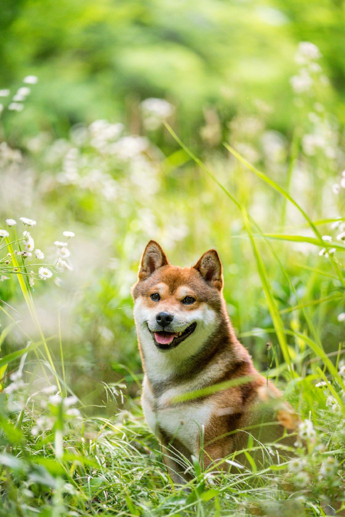 青青草地里可愛的柴犬圖片