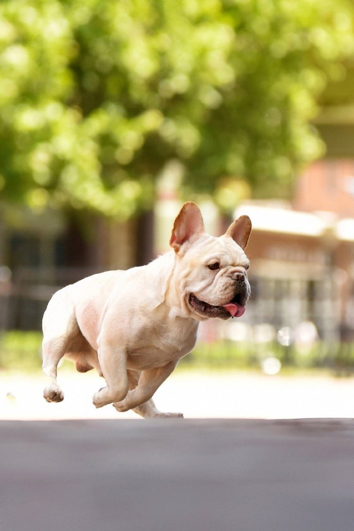 一组玩飞盘的法斗犬图片