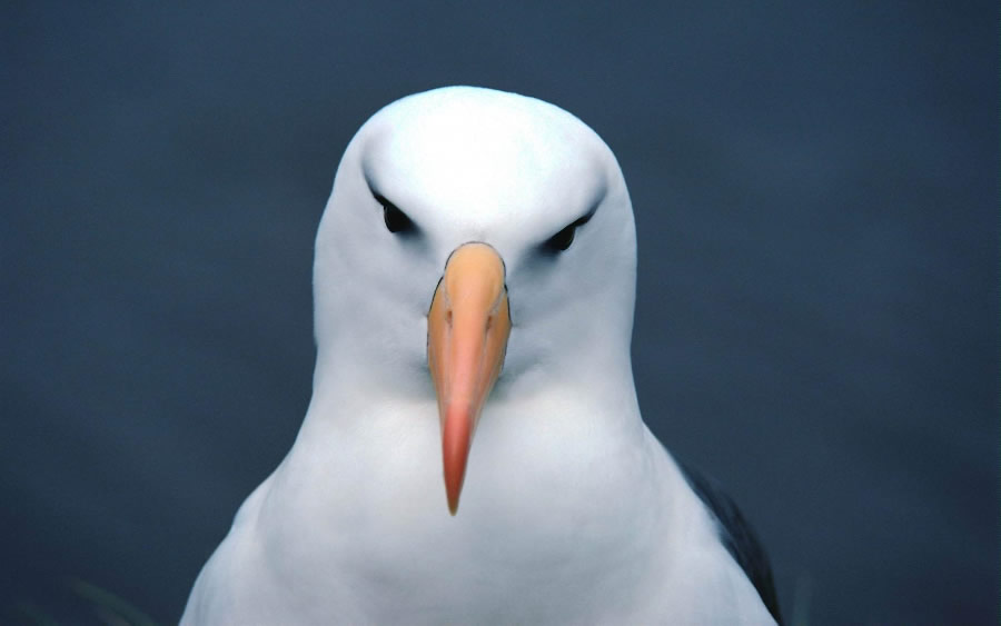 一組三月鳥兒圖片欣賞