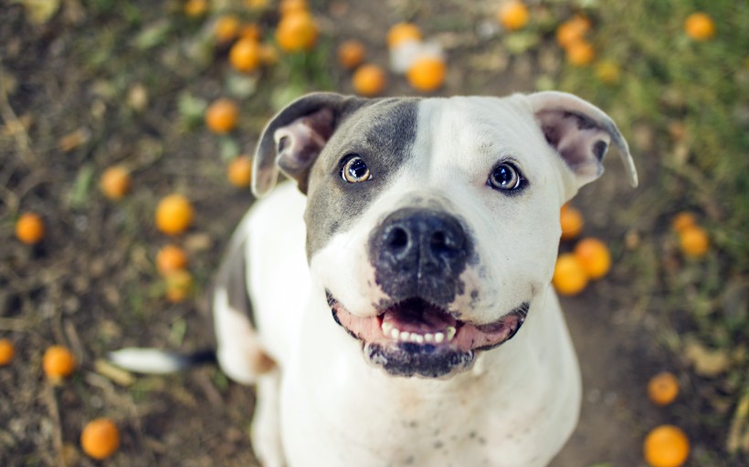 比特犬圖片