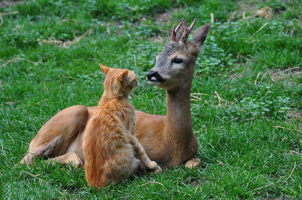 猫咪遇上小鹿，像童话故事一样美好