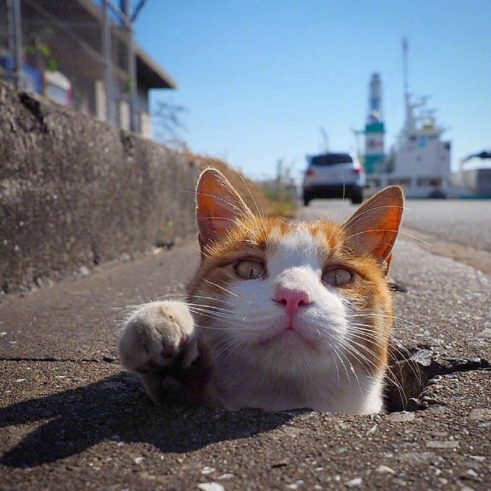 一组调皮捣蛋的小猫咪图片