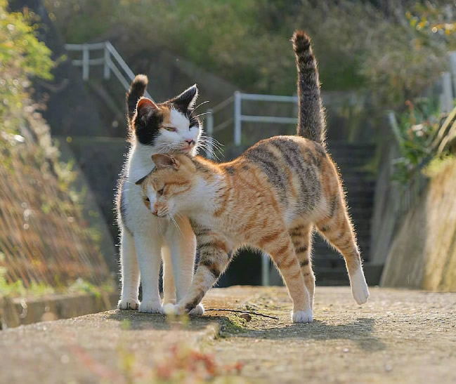 一组超治愈的猫咪图片