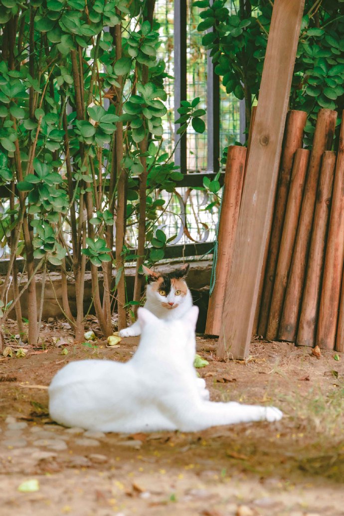 花园里的美猫图片