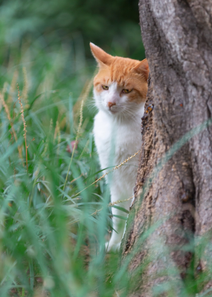 一组草丛里的猫猫图片