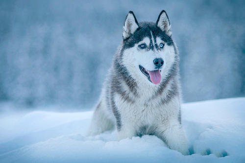 雪地里開(kāi)心的哈士奇圖片