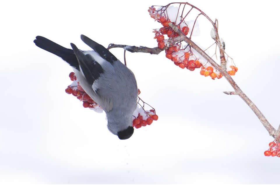 一組冬天里的鳥(niǎo)兒圖片