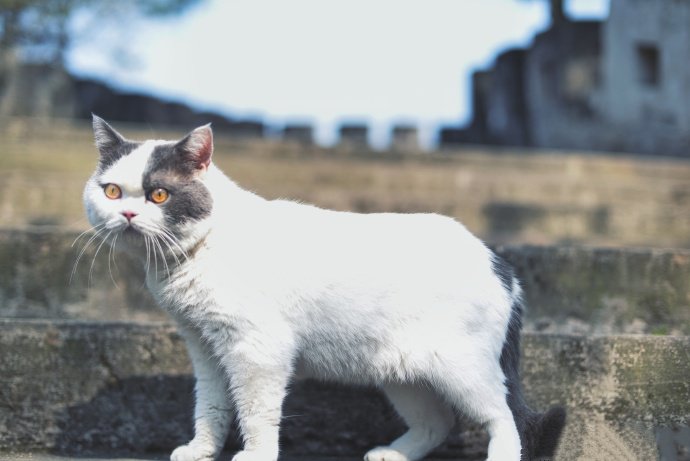 喜欢在野外玩耍的猫咪图片