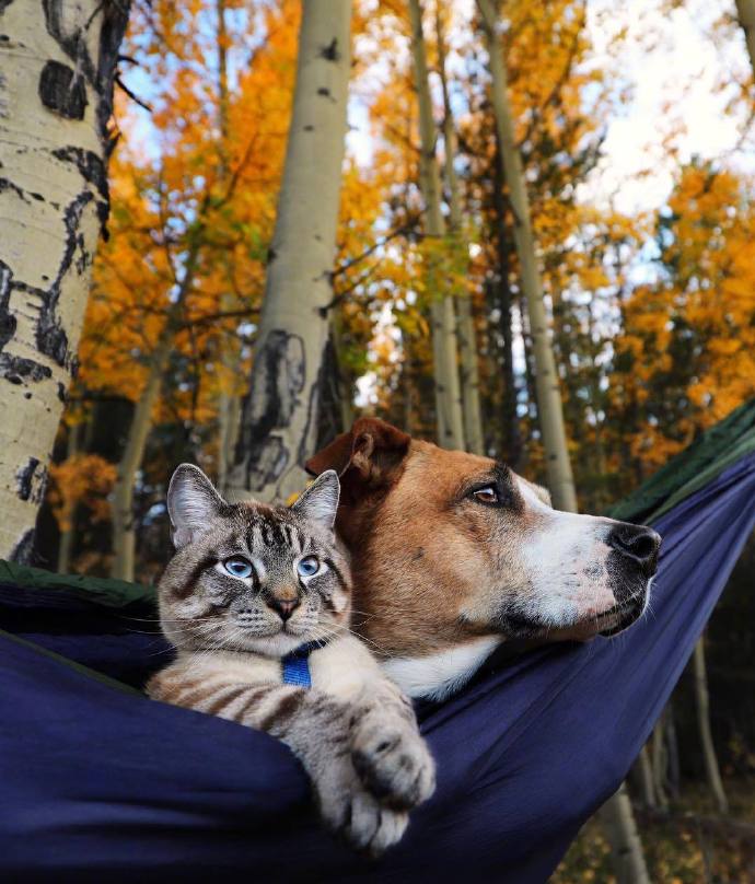 一只狗和一只猫的旅行图片欣赏