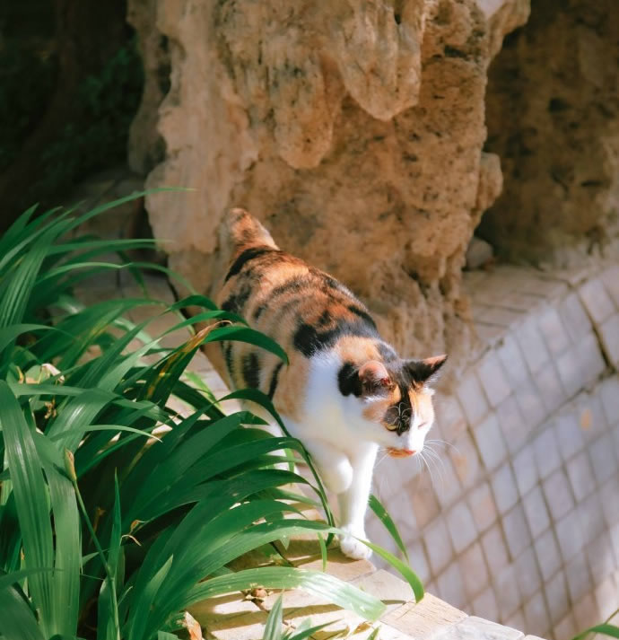 小步行走的猫咪图片