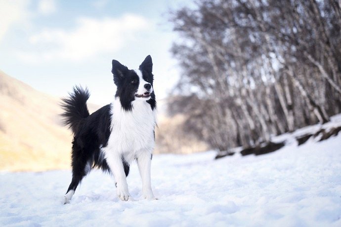 一组玩雪的黑色狗狗图片欣赏