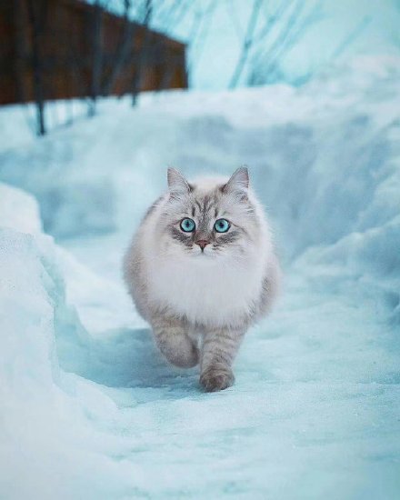 风雪中的西伯利亚猫