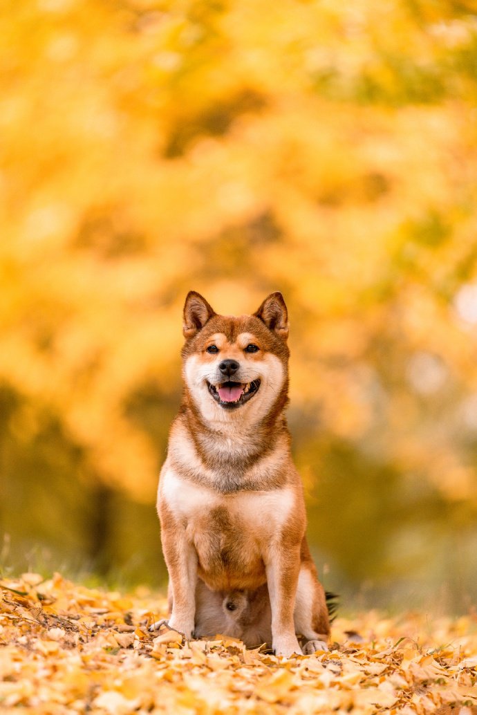 黃色唯美景色下的柴犬狗狗