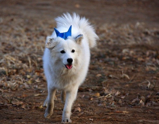 一组德国狐狸犬图片欣赏