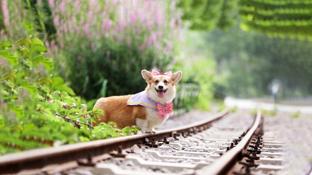 可爱短腿柯基犬高清桌面壁纸