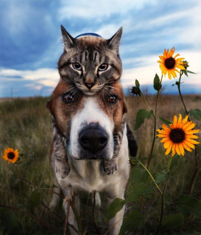 猫星人和狗狗四处旅游的图片