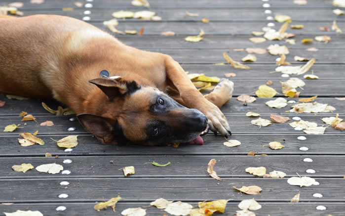 一组威猛的比利时玛利诺犬图片欣赏