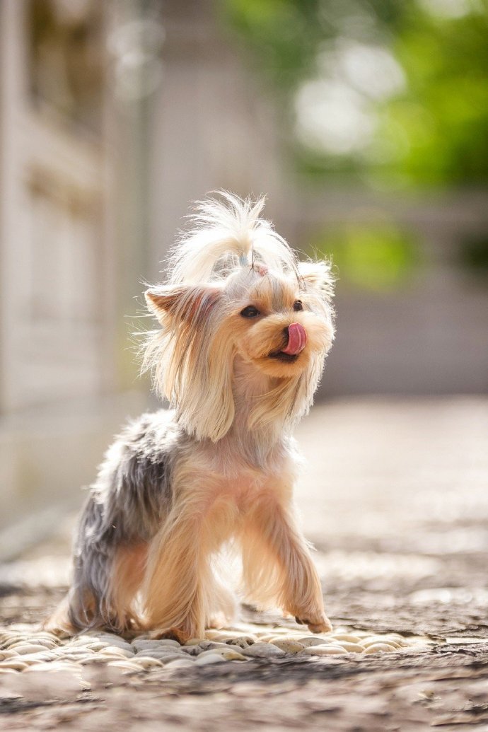 一组干净可爱的小型犬图片