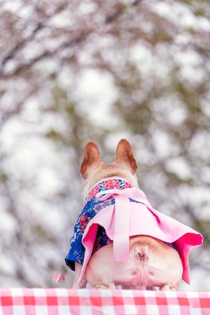 穿超可爱衣服的斗牛犬狗狗