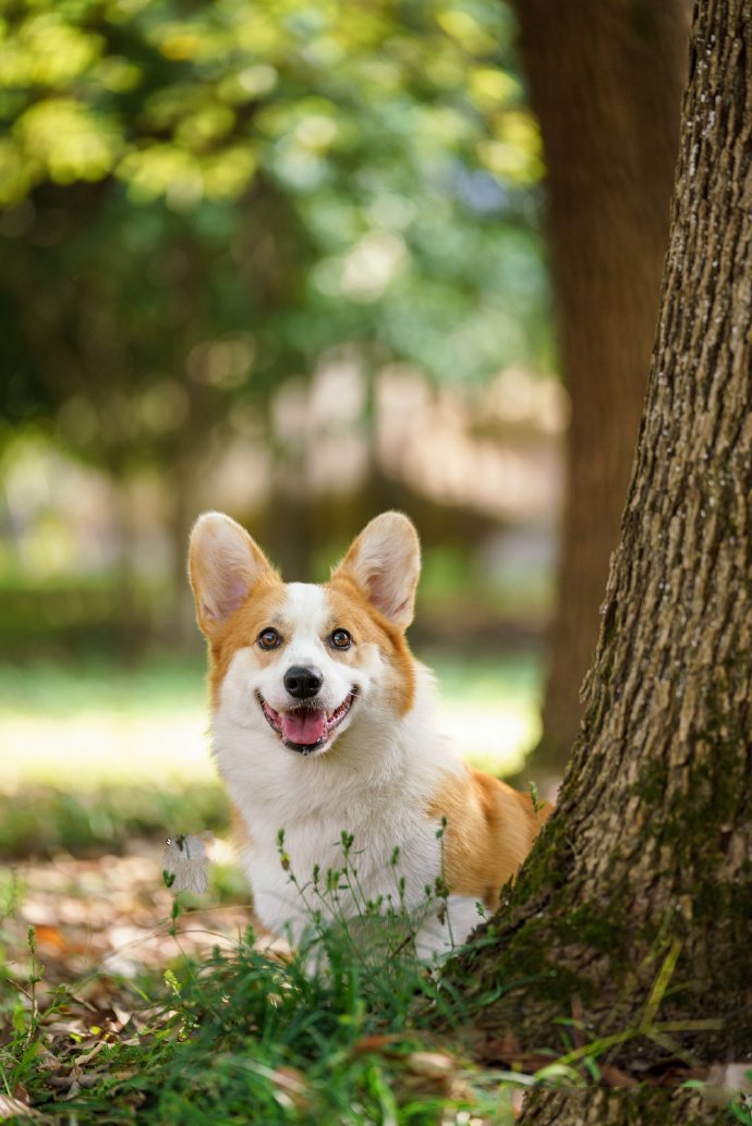 可爱柴犬的六连拍图片