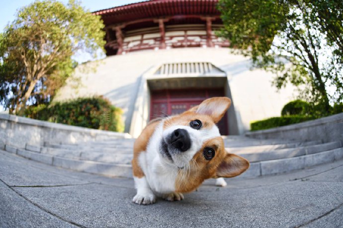 一组可爱的狗狗歪脖子杀萌照