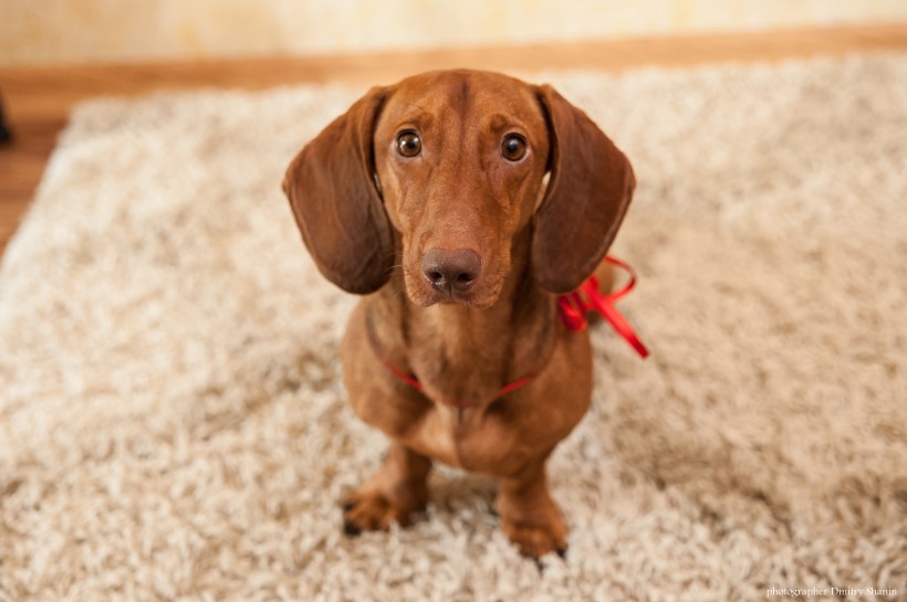 達(dá)克斯獵犬圖片