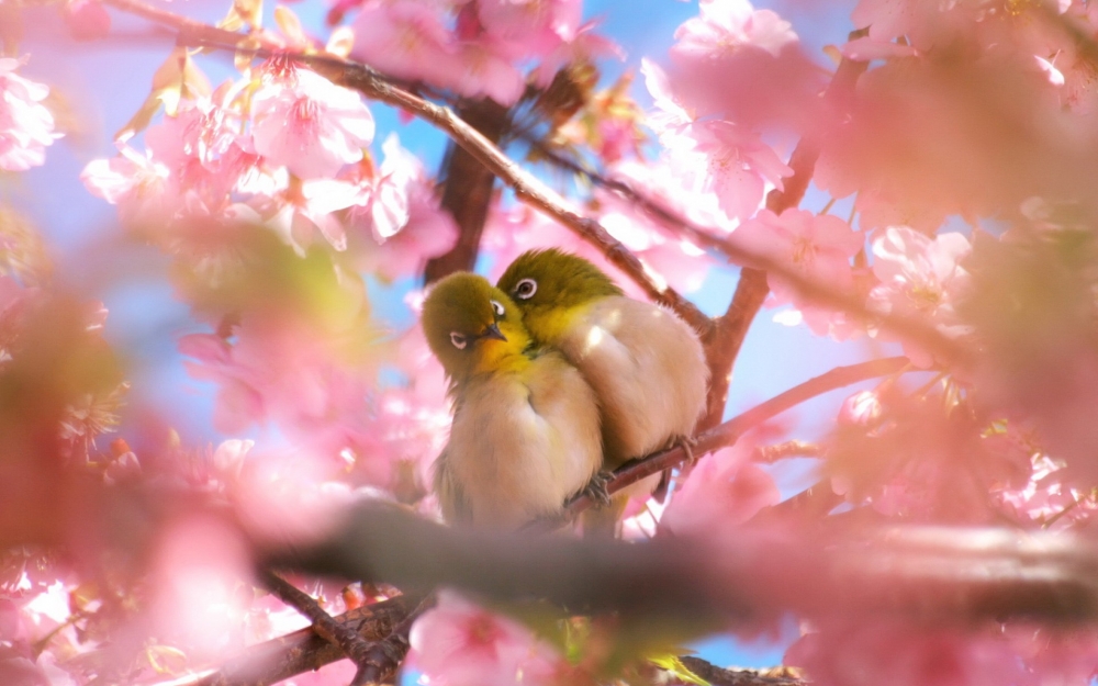 花枝上靈動的小鳥