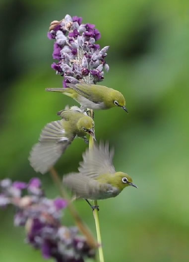 花枝上的繡眼鳥圖片