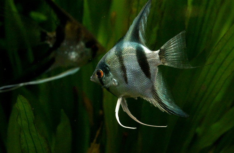 熱帶寵物神仙魚(yú)圖片