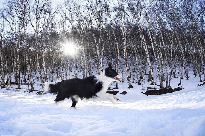 一組玩雪的黑色狗狗圖片欣賞