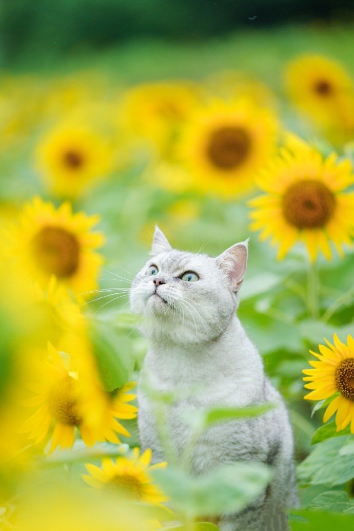 太阳花丛里的漂亮猫咪