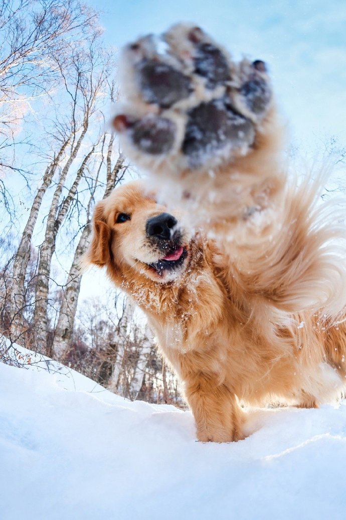 一组雪地里活跃的金毛图片欣赏