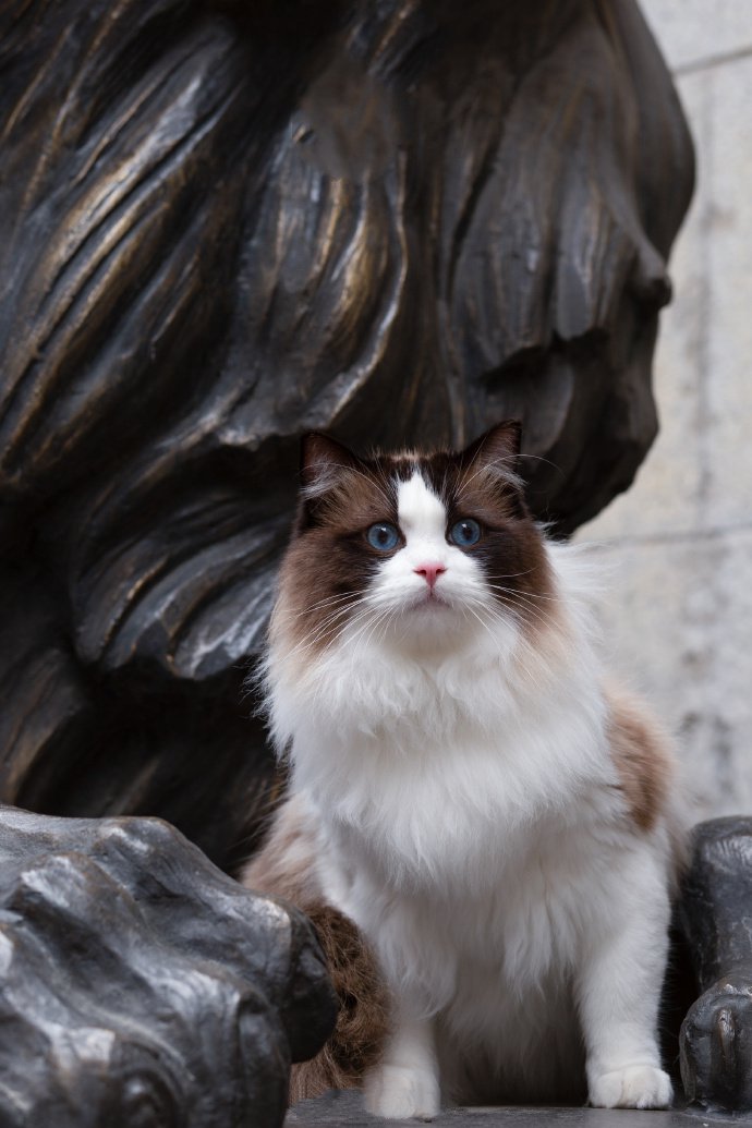 毛发蓬松的布偶猫图片