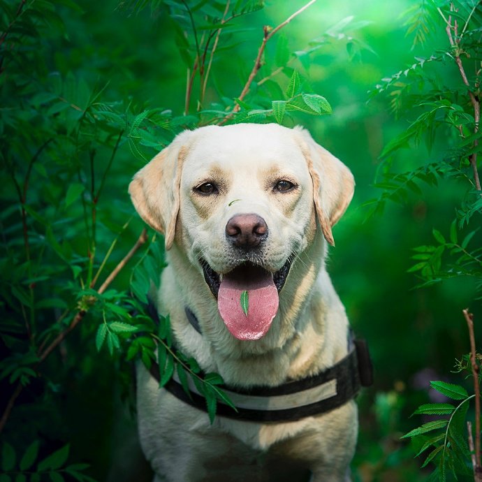 绿的沁人心脾草中的狗狗