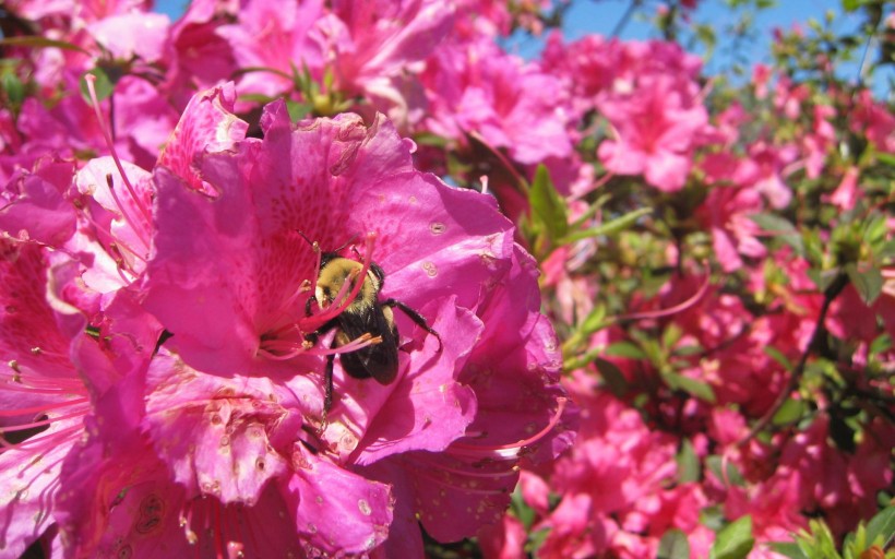 蜜蜂写真