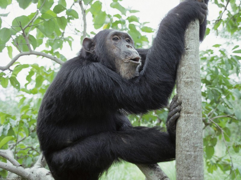 靈長類動物圖片