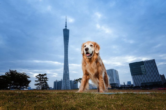 一组可爱听话的金毛图片欣赏