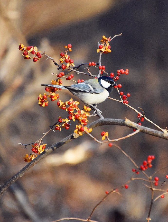 山鳥踏枝紅，聆取問春風(fēng)