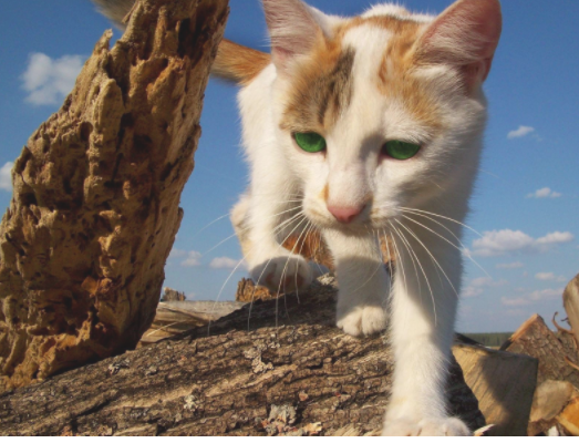 俏皮可爱的宠物小猫咪图片