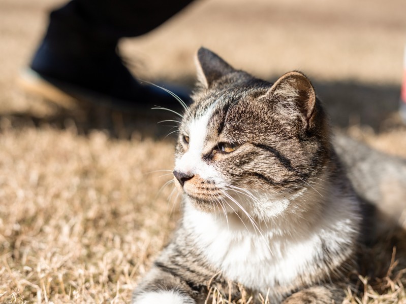 草地上的灰猫图片