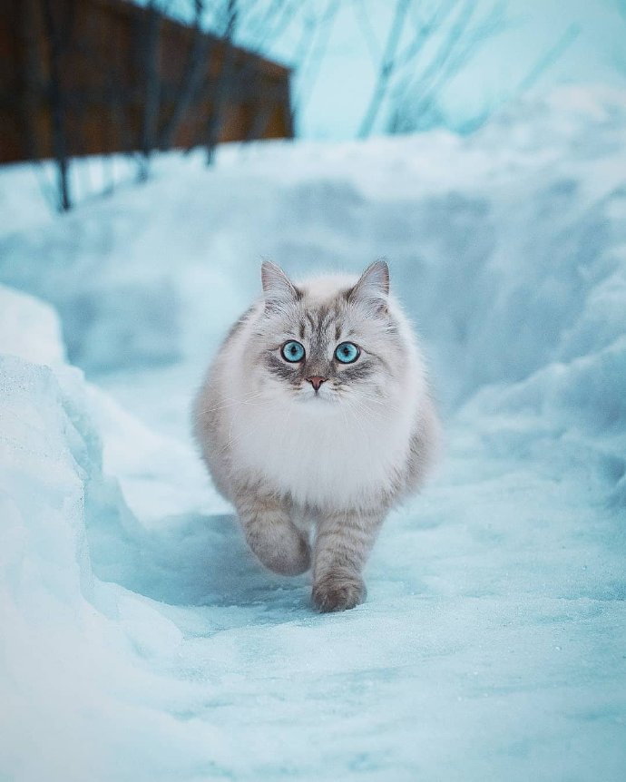 一组胖胖的有着雪白的毛毛的猫咪