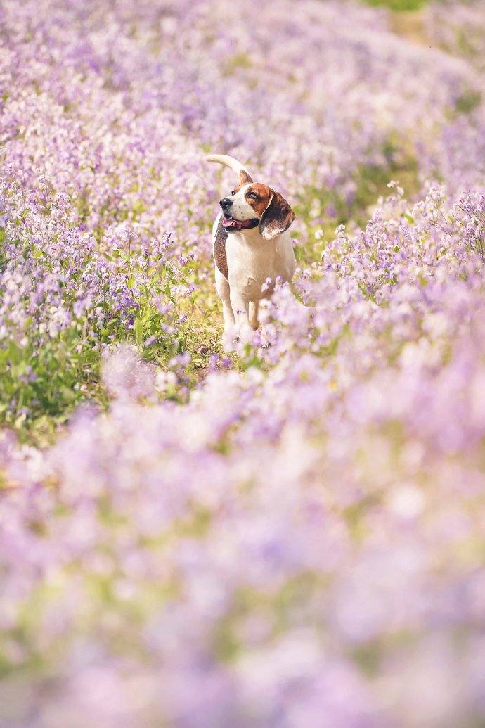 紫色花丛中开心的比格犬