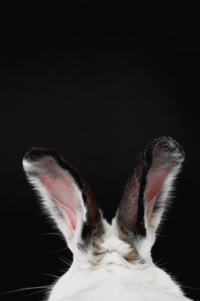 兔子特写图片
