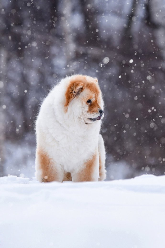 一組毛色獨(dú)特的松獅犬圖片