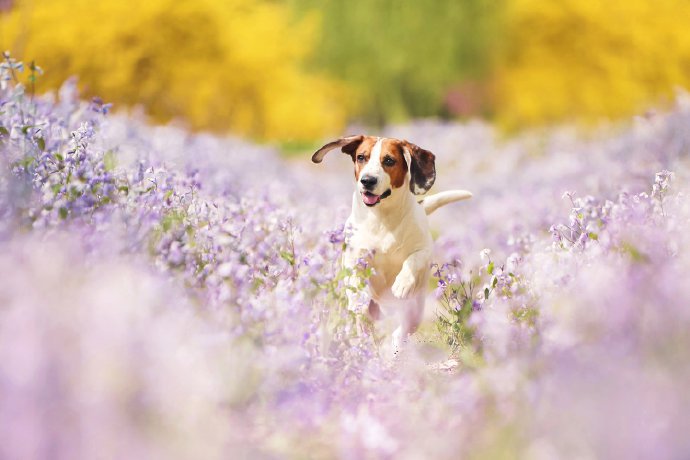 紫色花丛中开心的比格犬