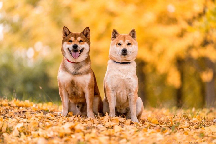 柴犬和秋天很配哦