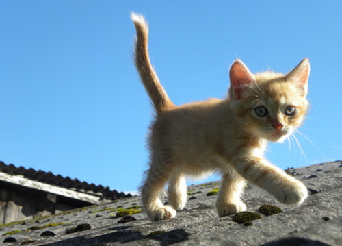 喜欢上蹿下跳的猫咪图片