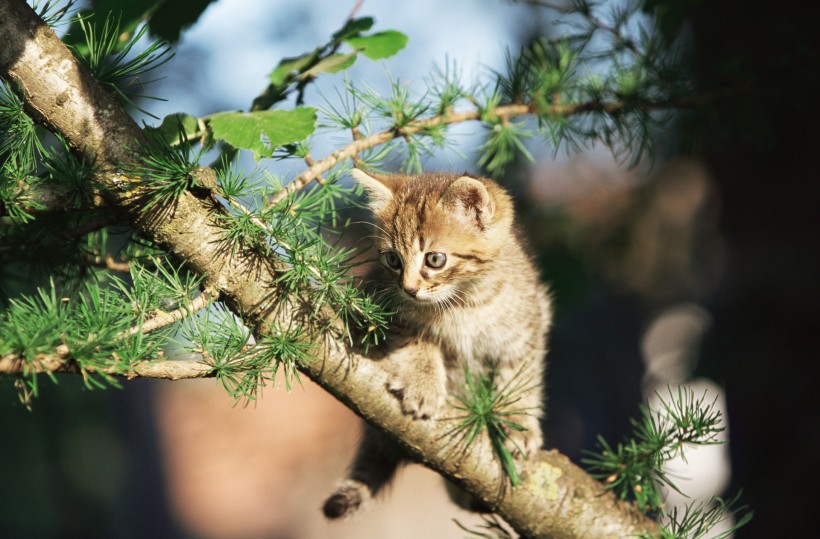 滑稽小猫图片