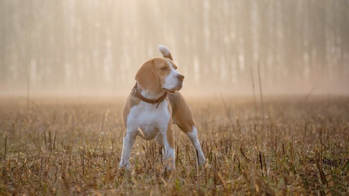 史努比的原型比格犬