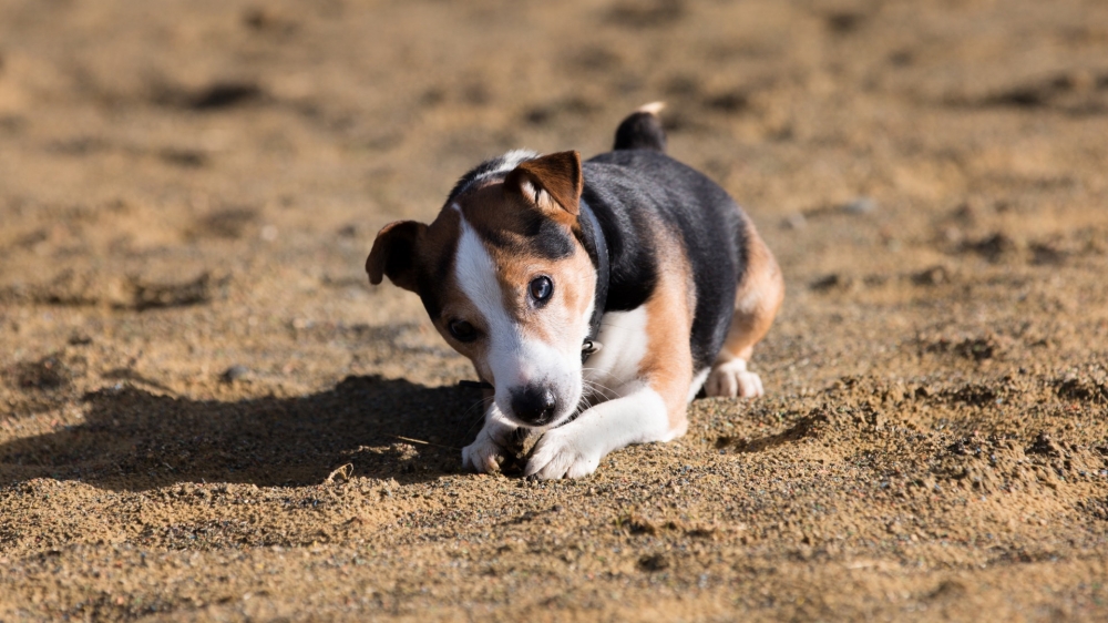 一组可爱的比格犬图片欣赏